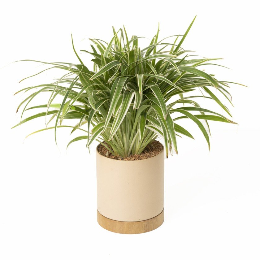 /storage/photos/32/Botany_plant/img79.png